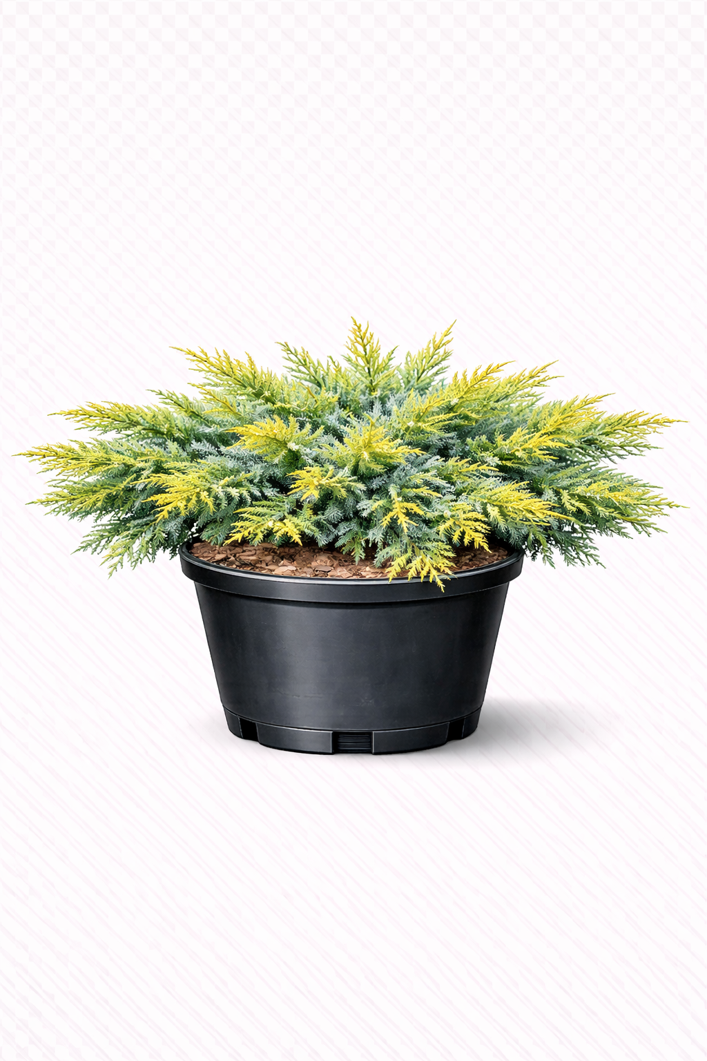 Можжевельник средний "Даубс Фростед"