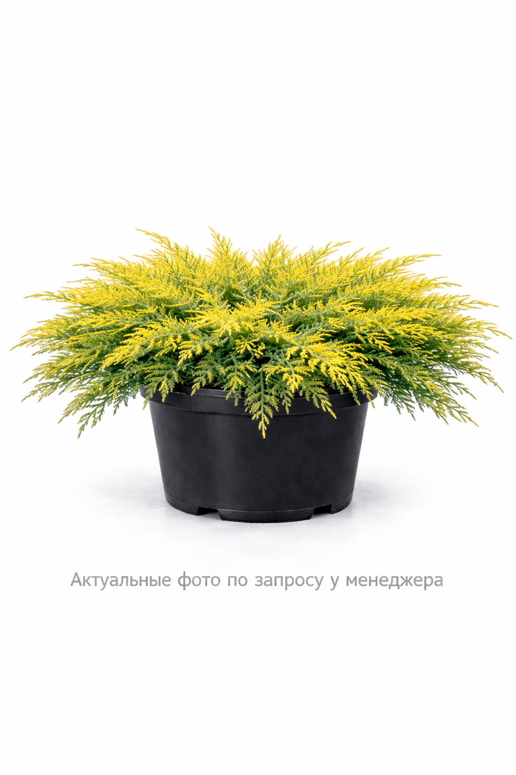 Можжевельник средний "Кинг оф Спринг"