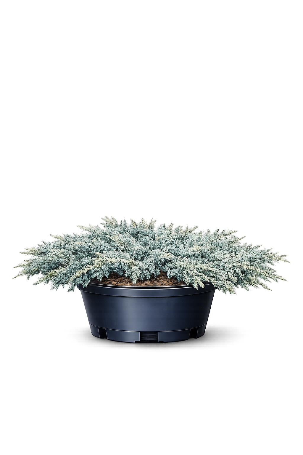 Можжевельник чешуйчатый "Блю Спайдер"