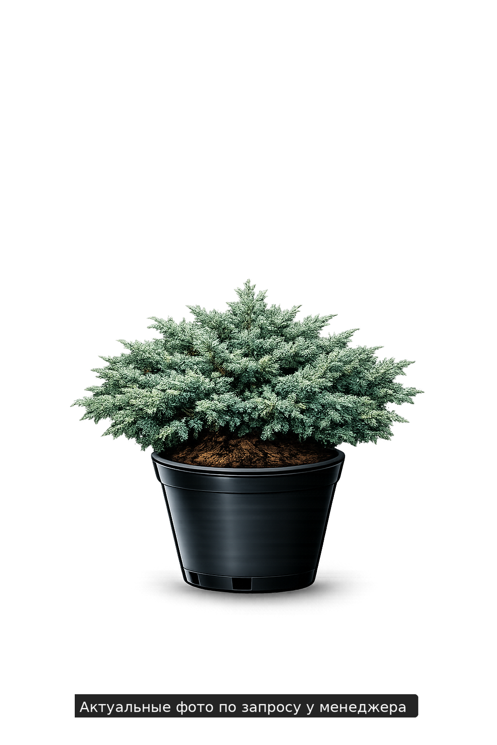 Можжевельник чешуйчатый "Блю Стар"