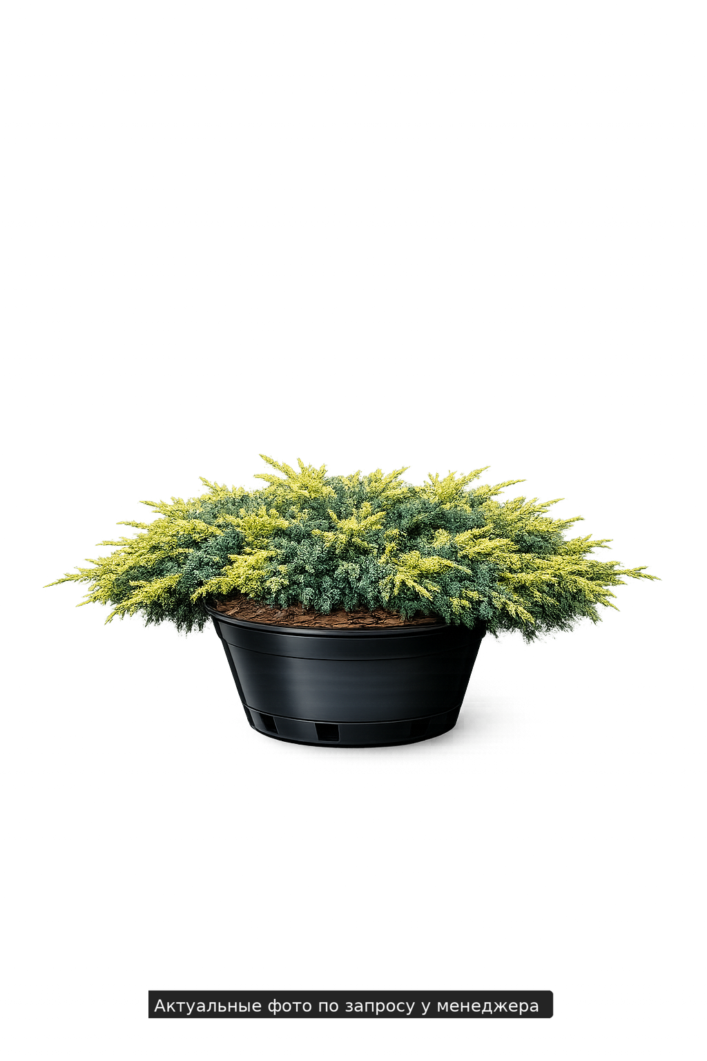 Можжевельник чешуйчатый "Голд Тайп"