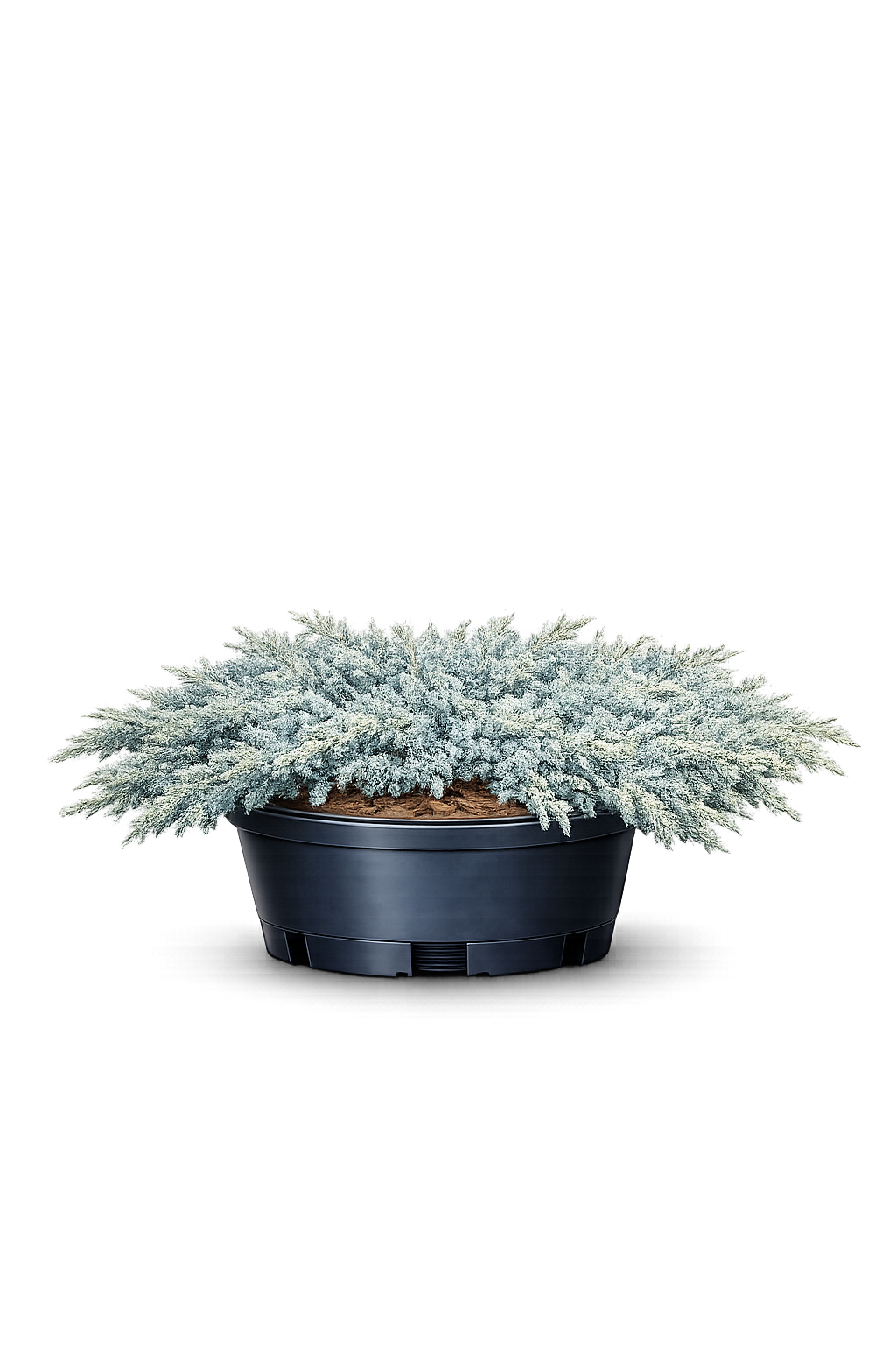 Можжевельник чешуйчатый "Ханенторп"