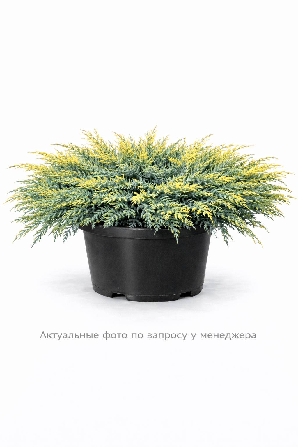 Можжевельник чешуйчатый "Холгер"