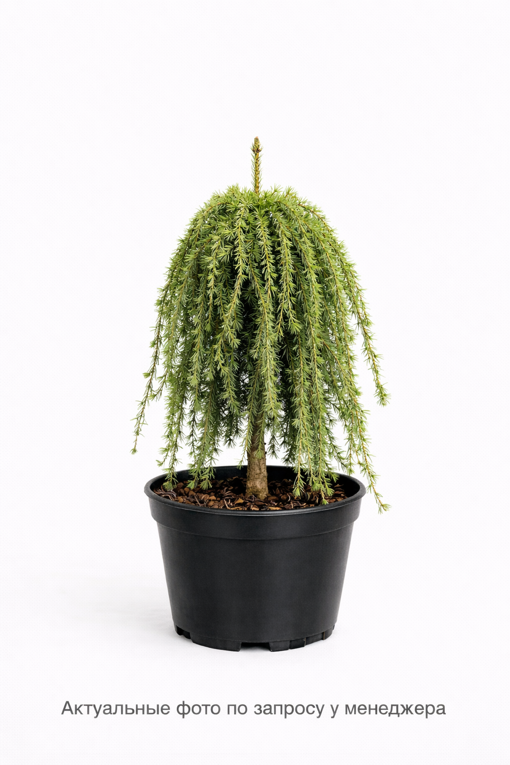 Лиственница европейская "Пули"