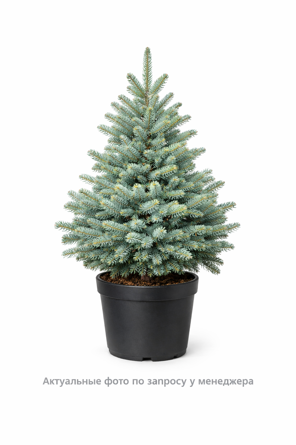 Пихта одноцветная