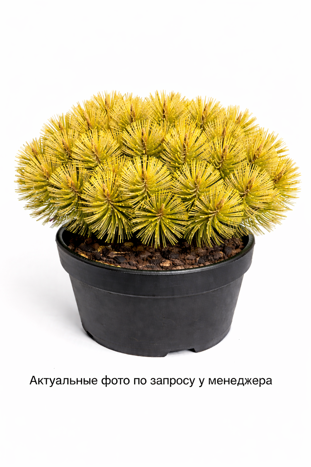 Сосна горная "Карстенс Винтерголд"