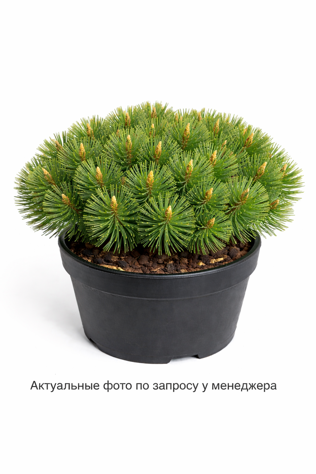 Сосна горная "Хампи"