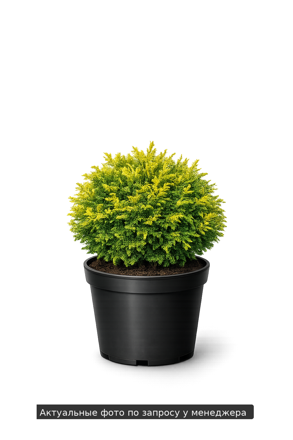 Туя западная "Ватерфилд"