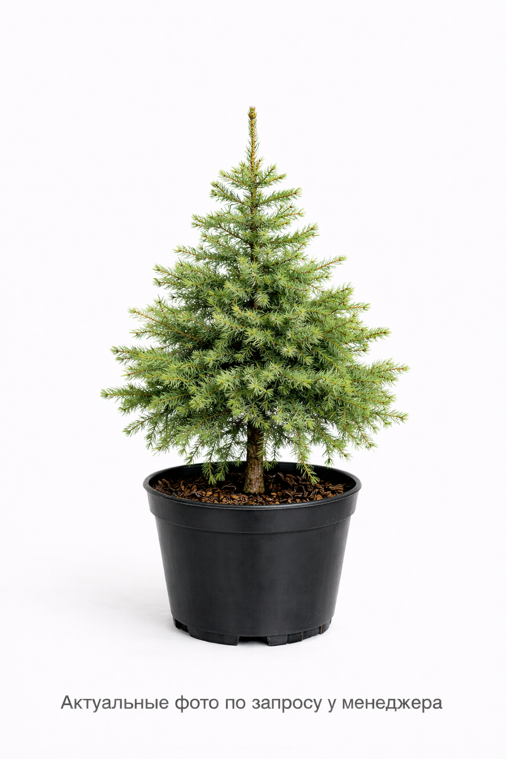 Лиственница сибирская