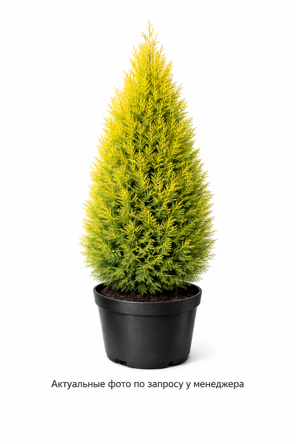 Туя западная "Голден Смарагд"