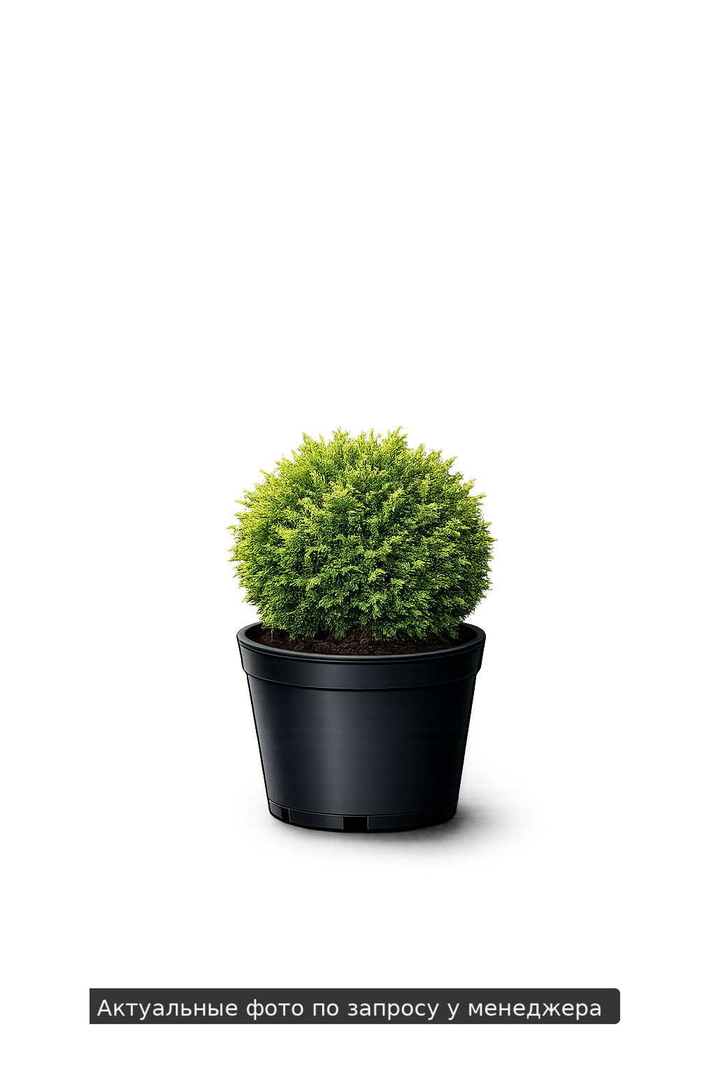 Туя западная "Литл Джаент"