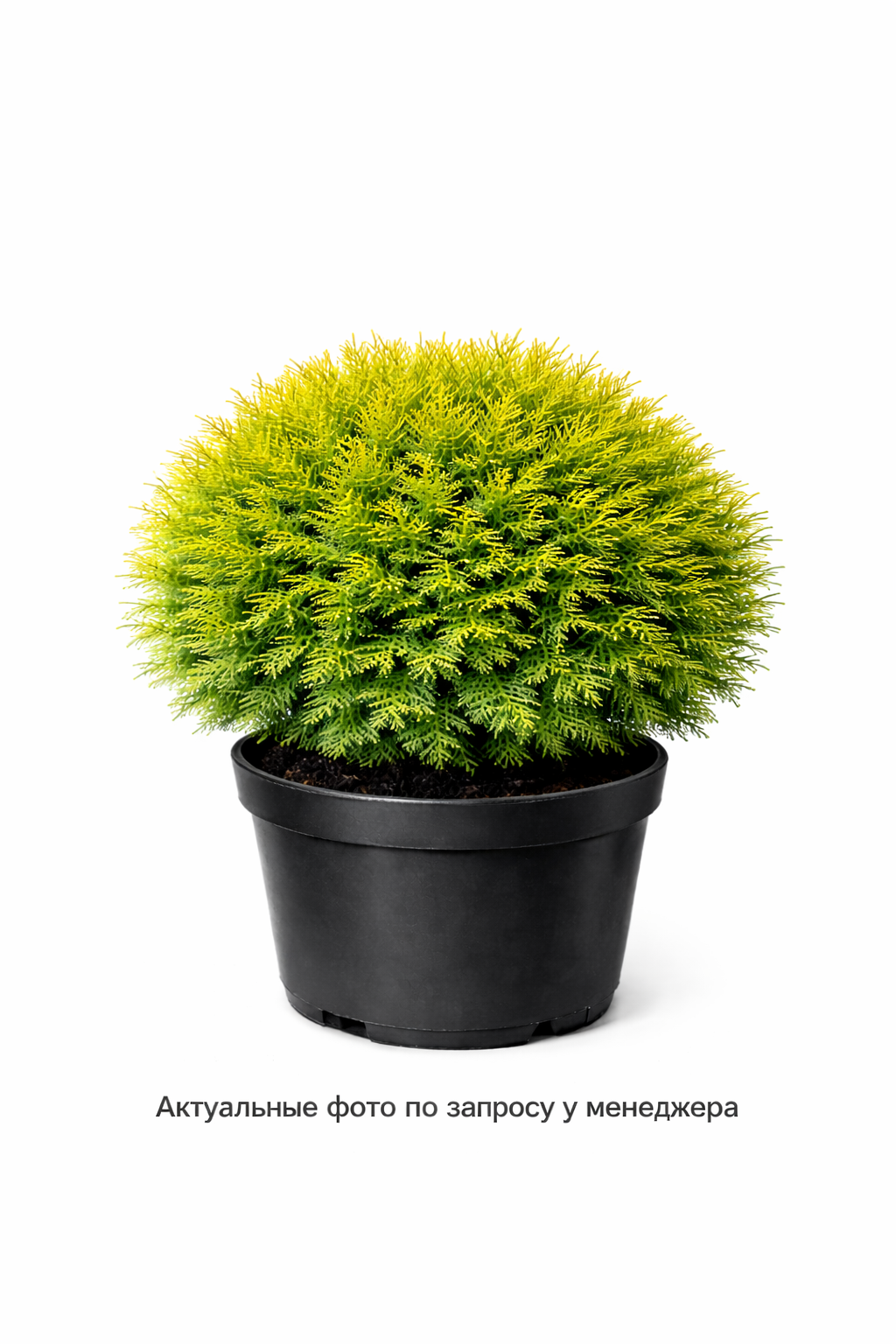 Туя западная "Литл Чемпион"