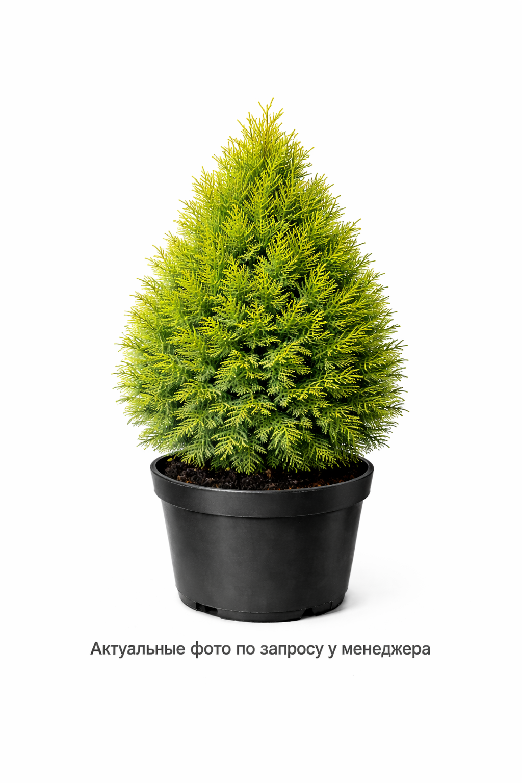 Туя западная "Майки"