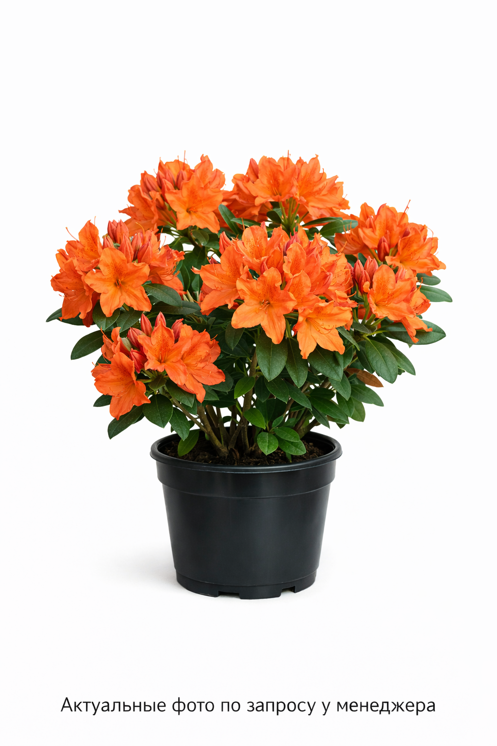 Азалия "Гибралтар"