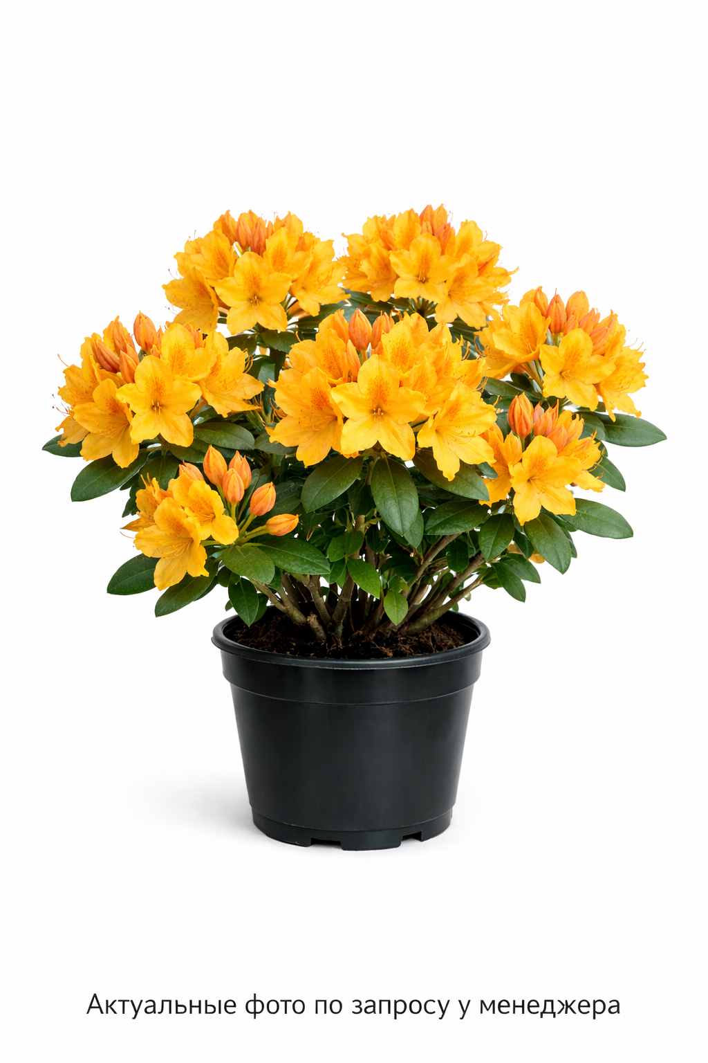 Азалия "Голден Игл"