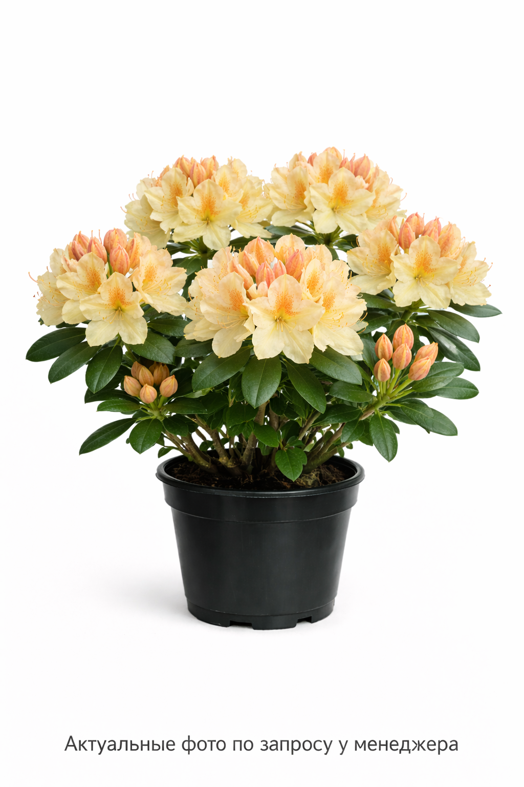 Азалия "Харвест Мун"