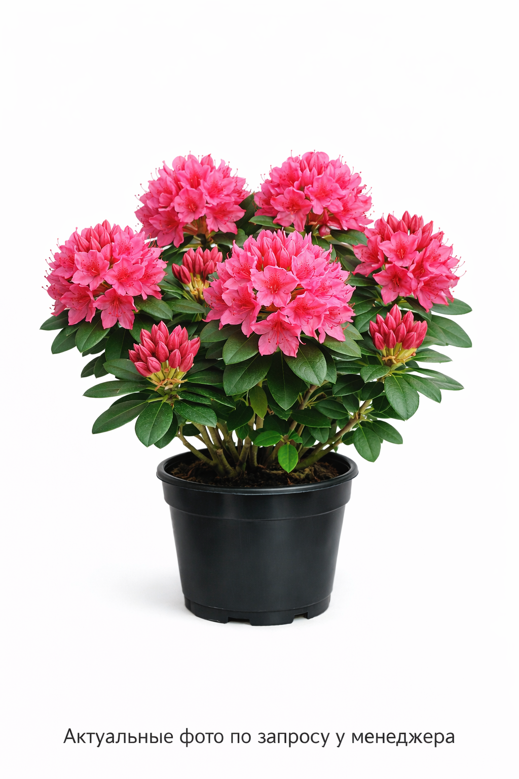 Азалия "Хоумбуш"