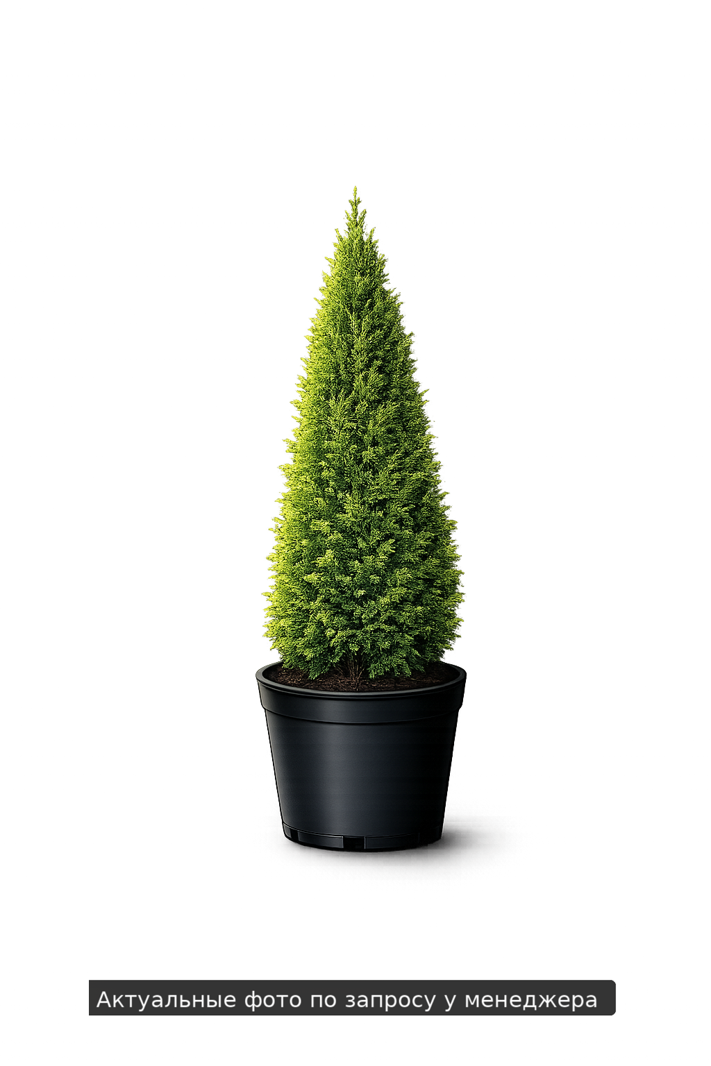 Туя западная "Смарагд" Kugel (шар)