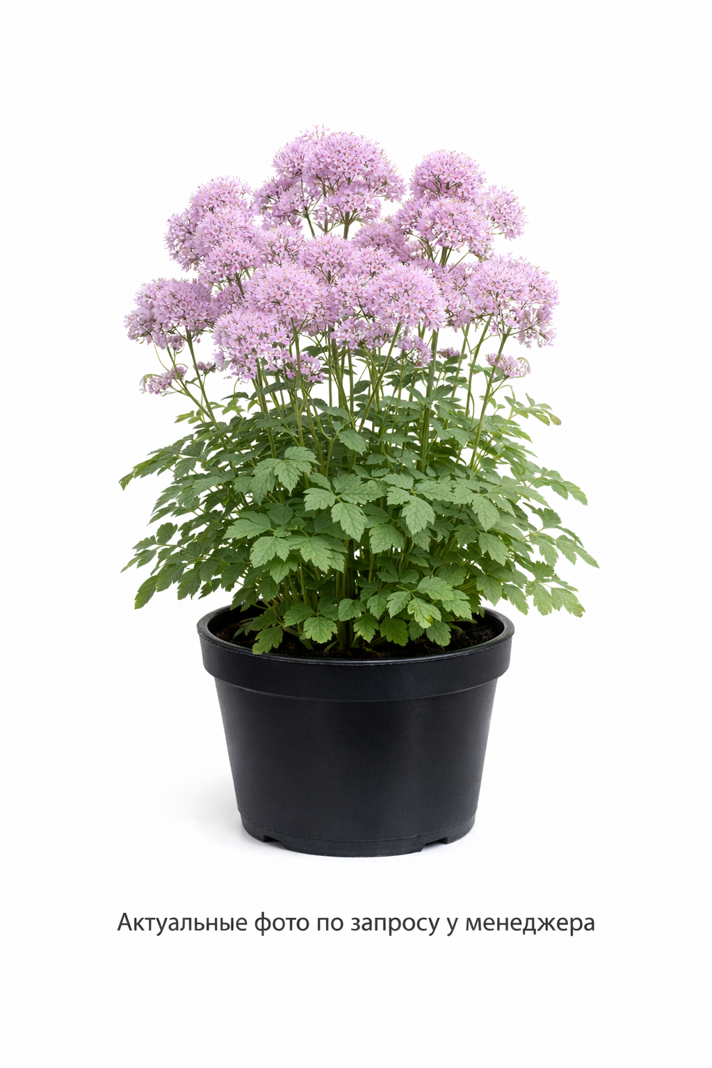 Василистник водосборолистный