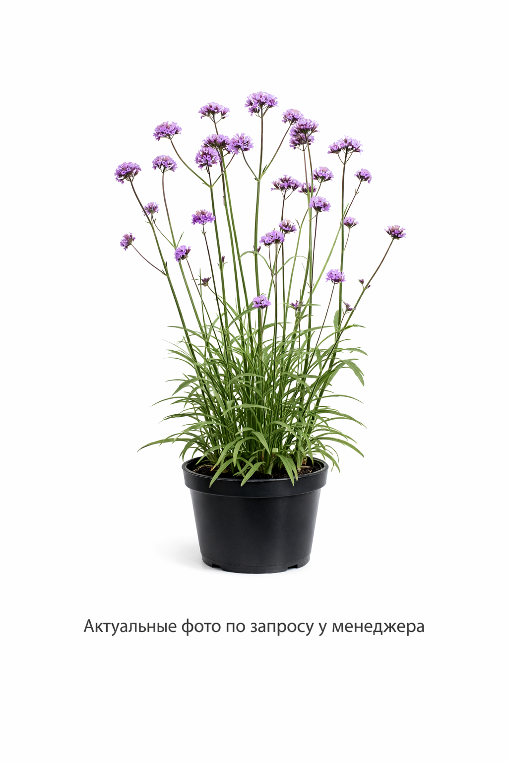 Вербена бонарская "Пурпл Хейз"