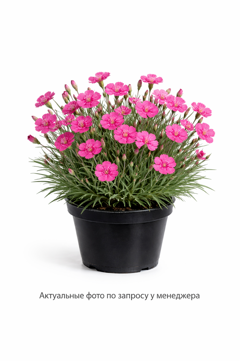 Гвоздика травянка (белая)