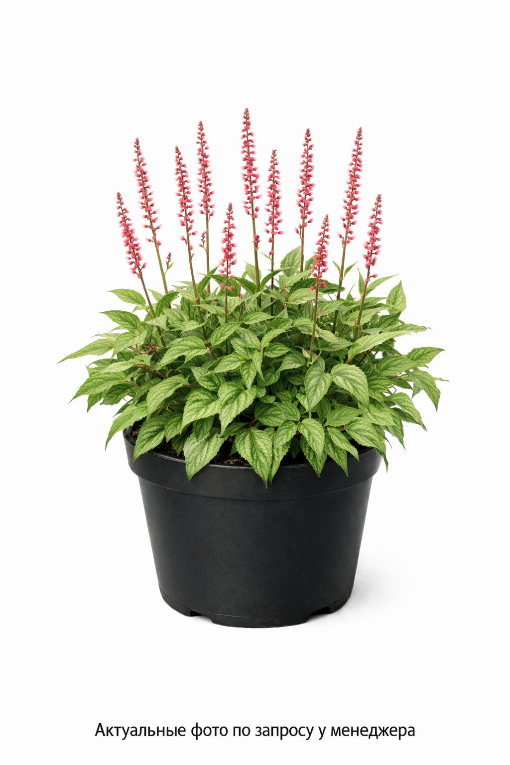 Горец родственный