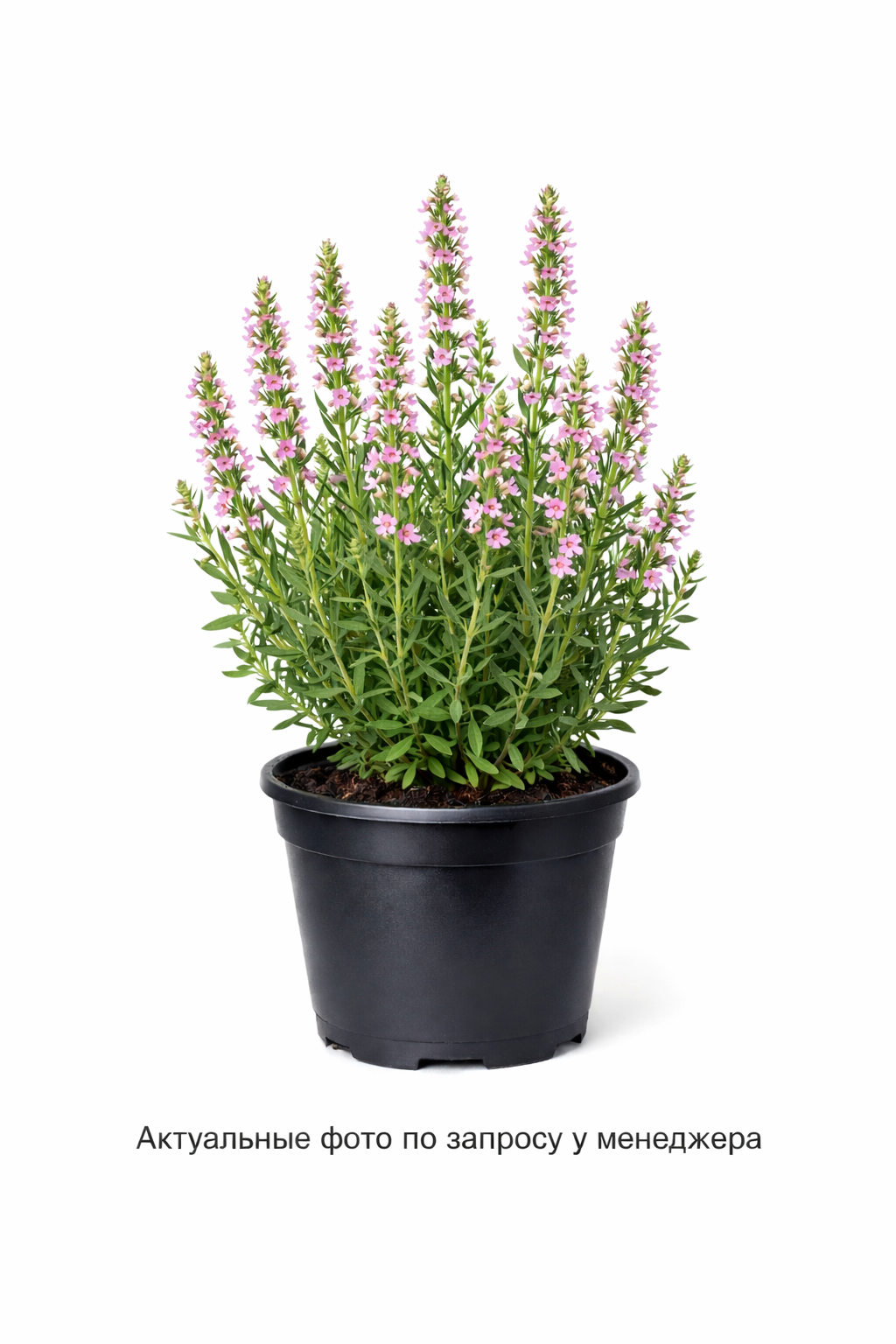 Иссоп лекарственный (розовый)