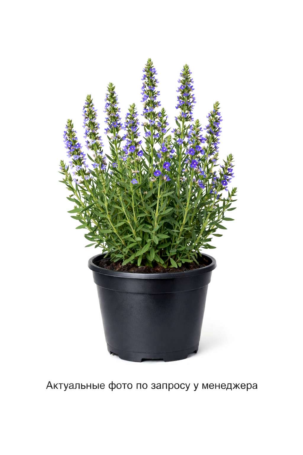 Иссоп лекарственный