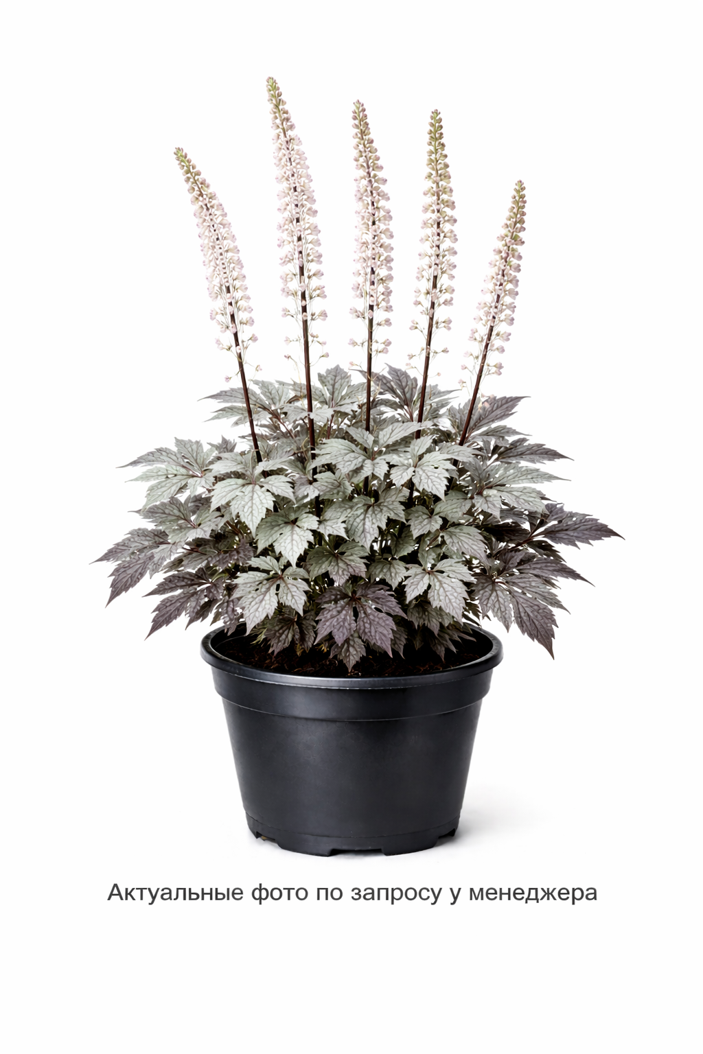 Клопогон японский "Сильвер Дэнс"