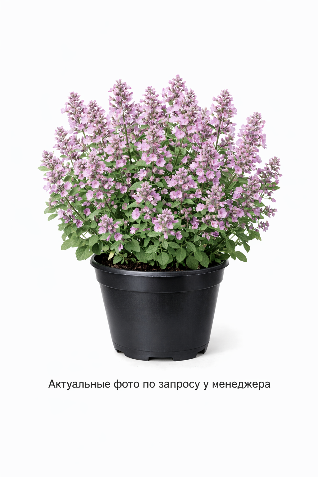 Котовник полусидячий "Пинк Пантер"