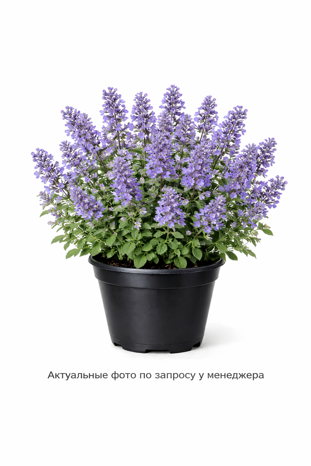 Котовник Фассена "Блю Вондер"