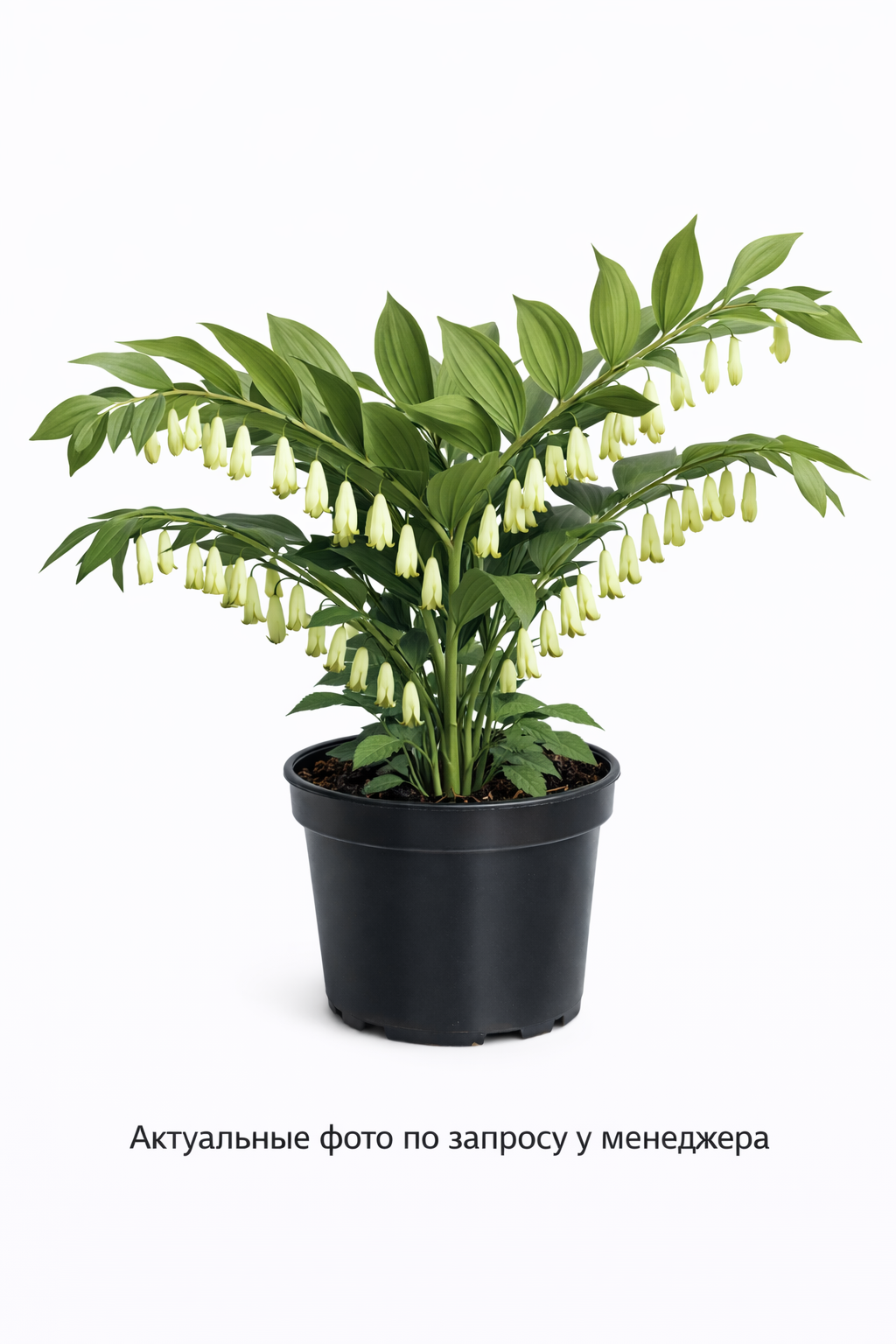 Купена многоцветковая "Гигантеум"