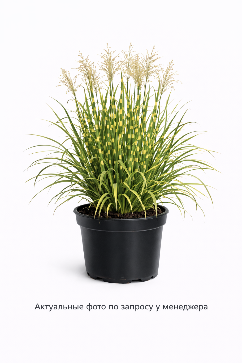 Мискантус китайский (злаки)