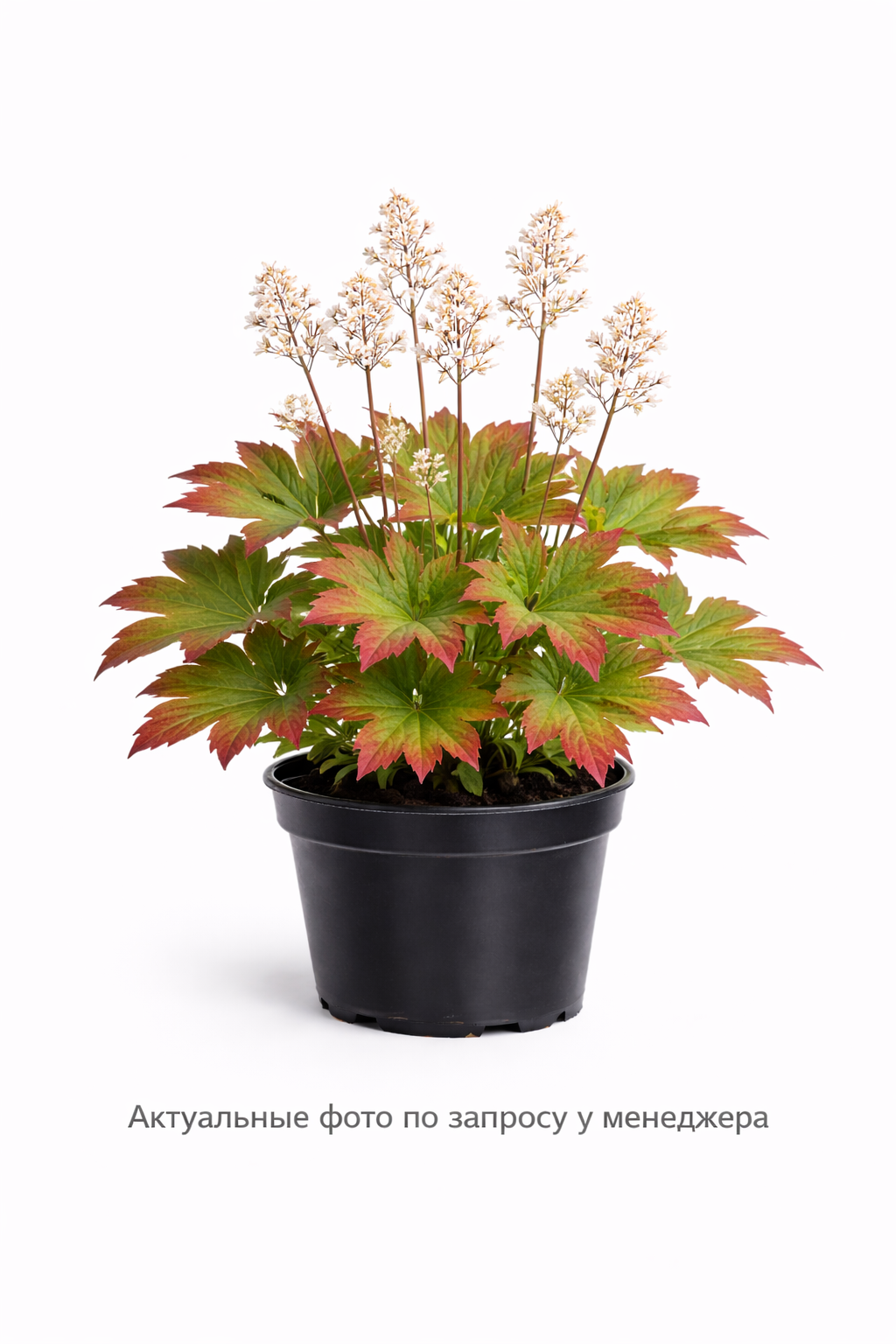 Мукдения Росса "Карасуба"