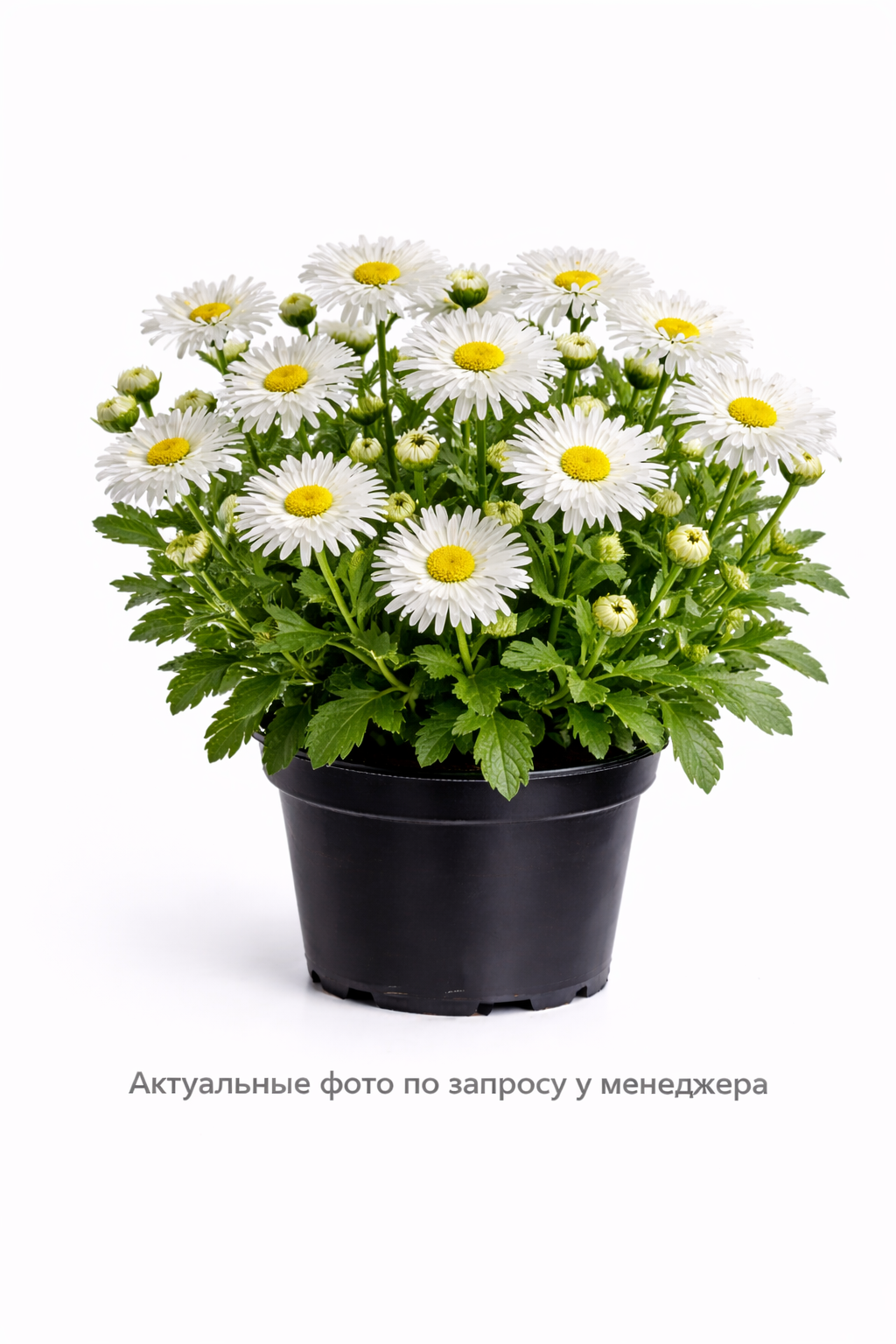 Нивяник наибольший "Крейзи Дейзи"