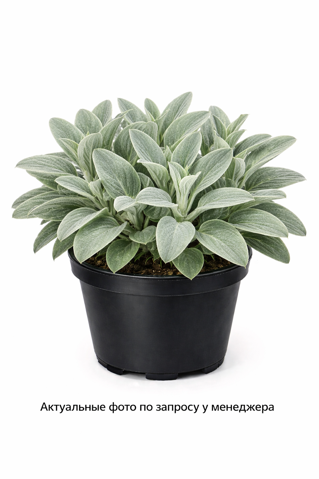 Стахис (Чистец) шерстистый