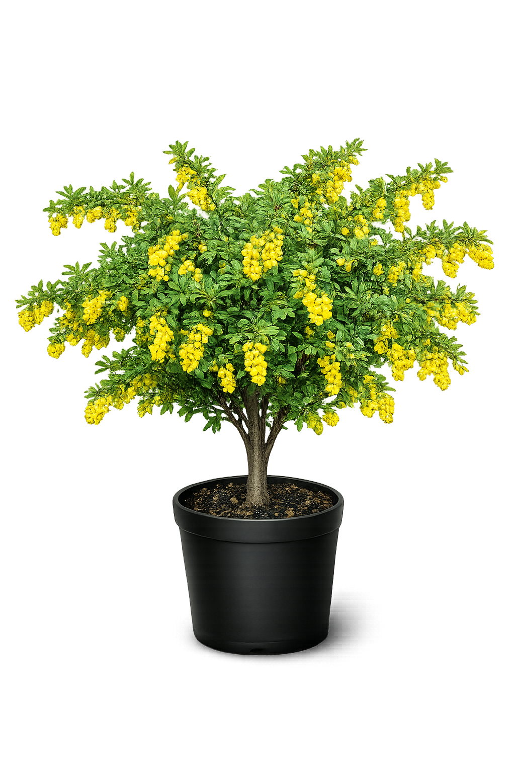 Барбарис обыкновенный