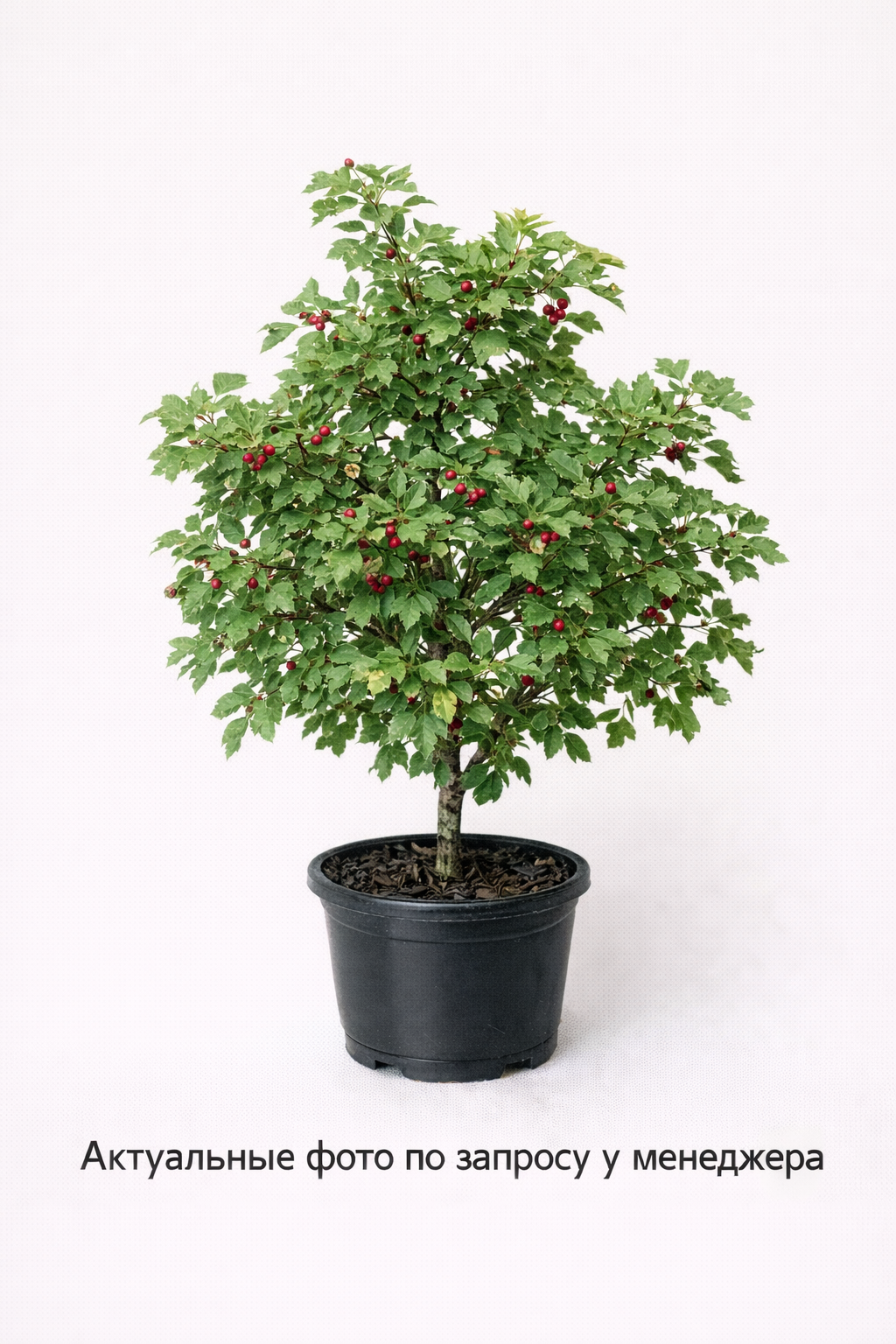 Боярышник Арнольда