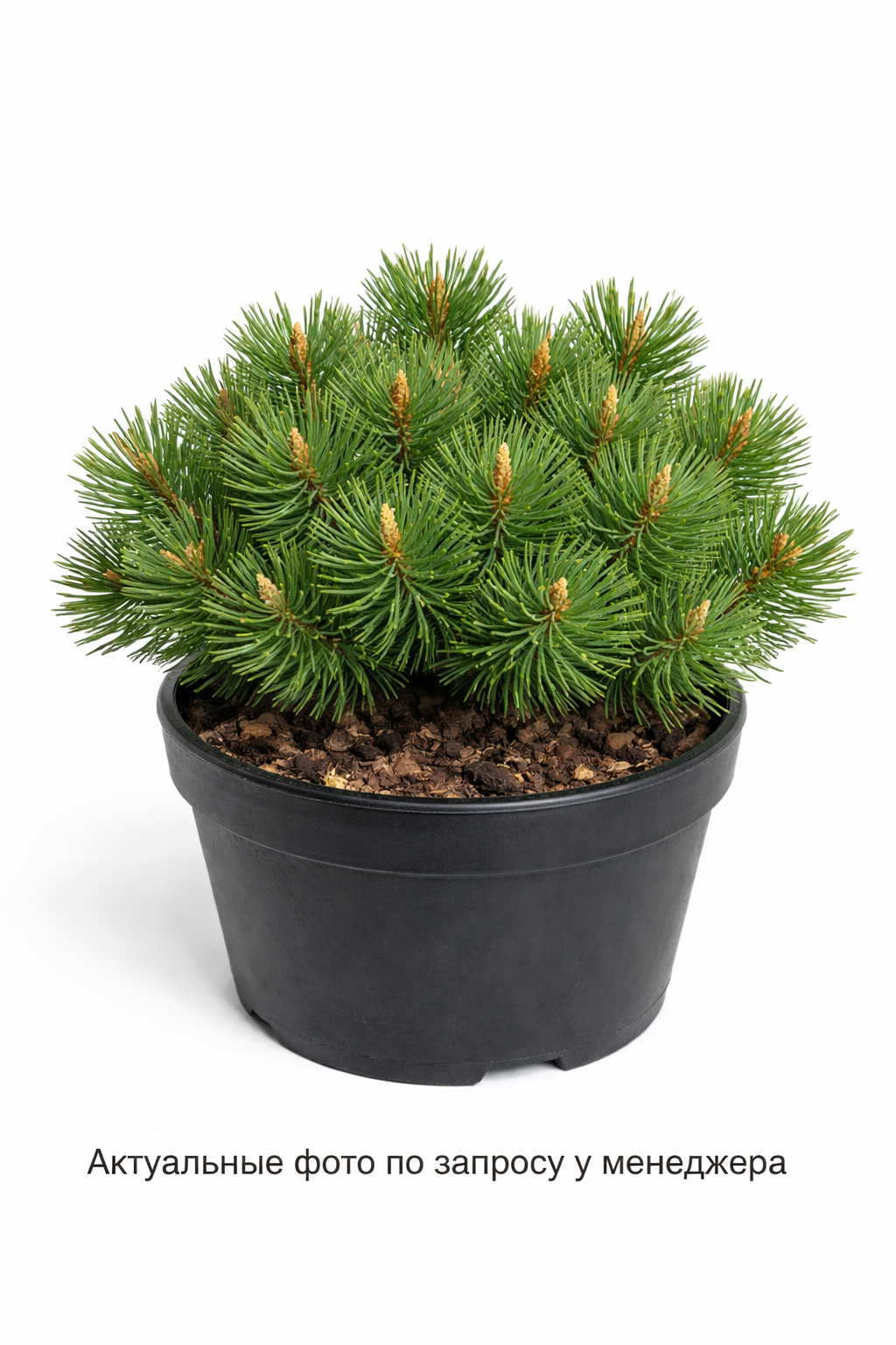 Сосна горная микс