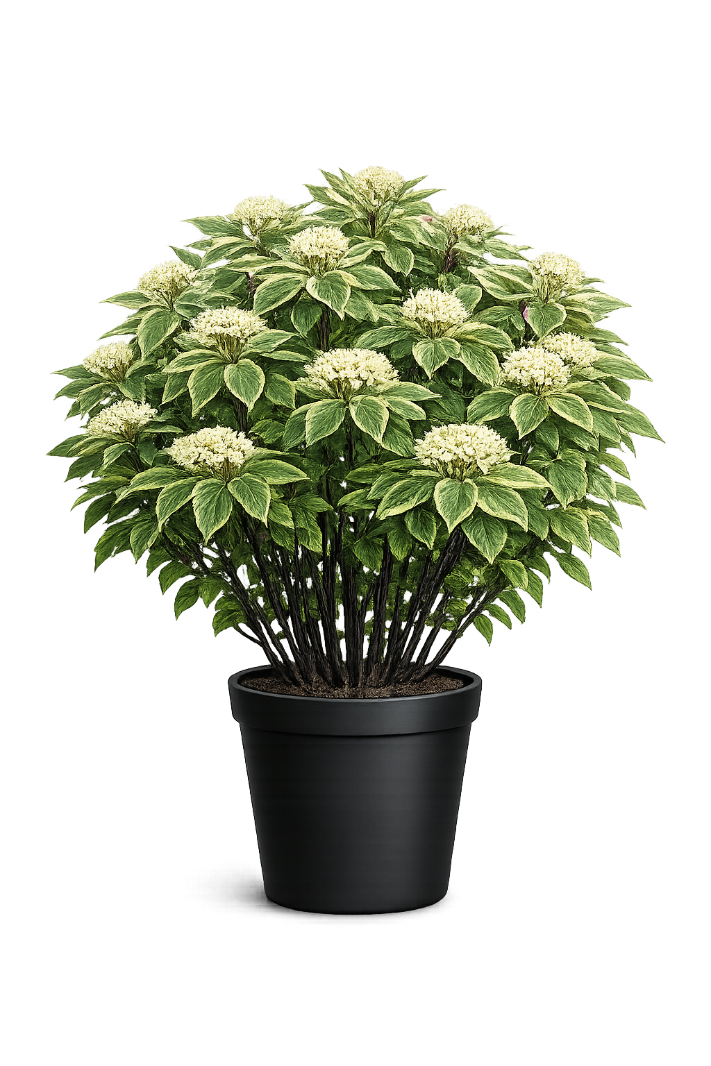 Дерен белый (Cornus alba `Kesselringii`) 2-х летка