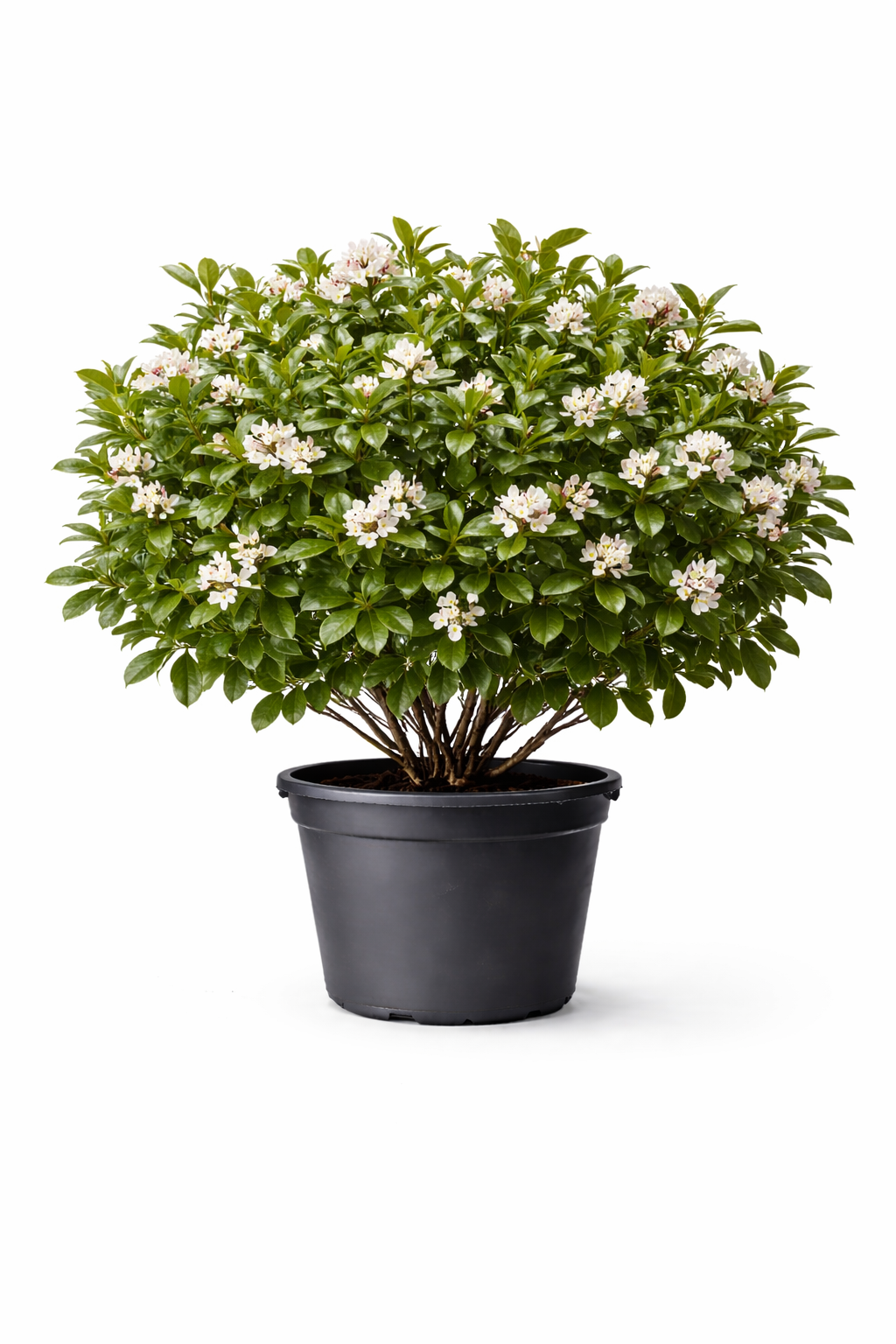 Кизильник блестящий (Cotoneaster lucidus) 2-х летка