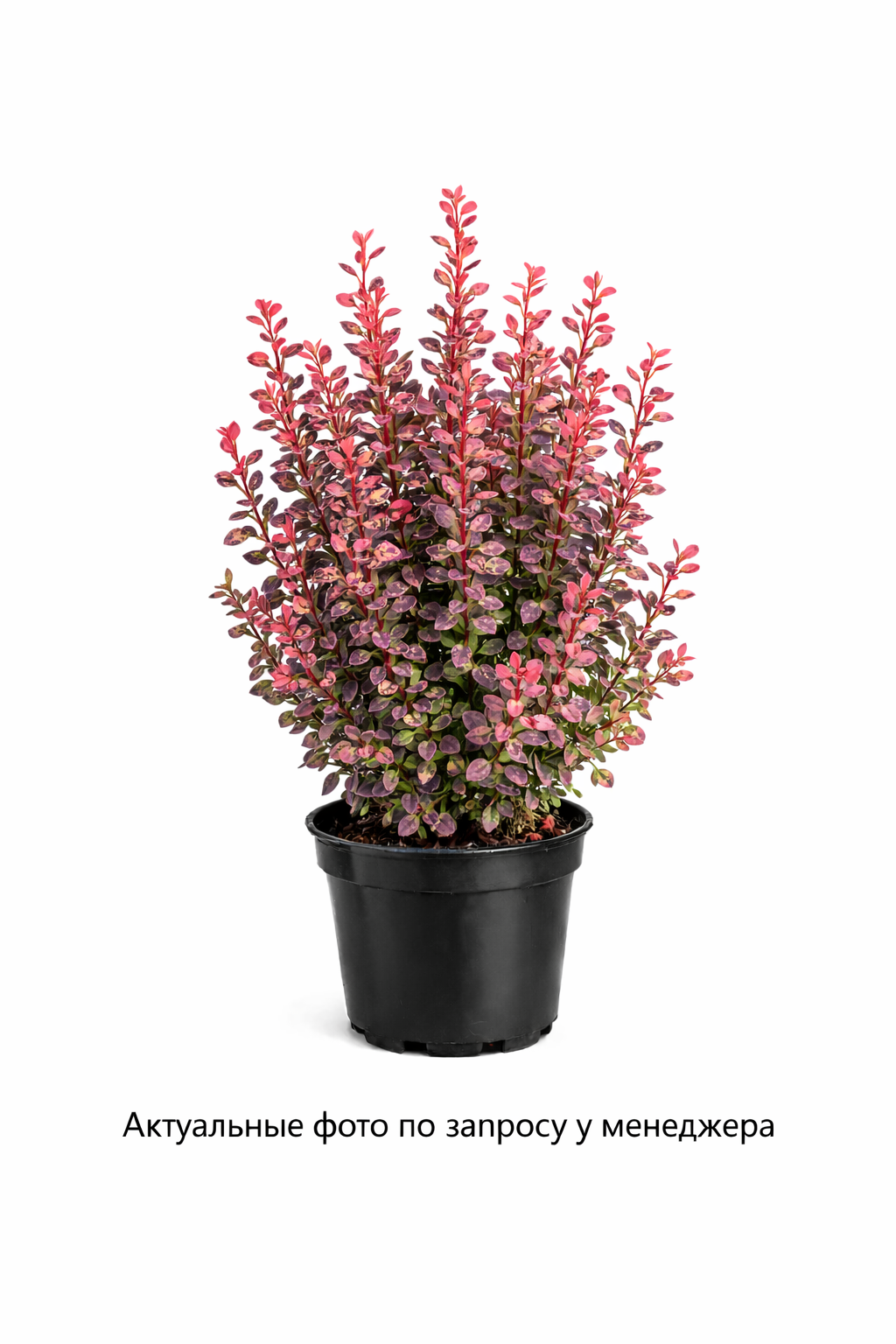 Барбарис тунберга (Berberis thunbergii `Harleguin`)