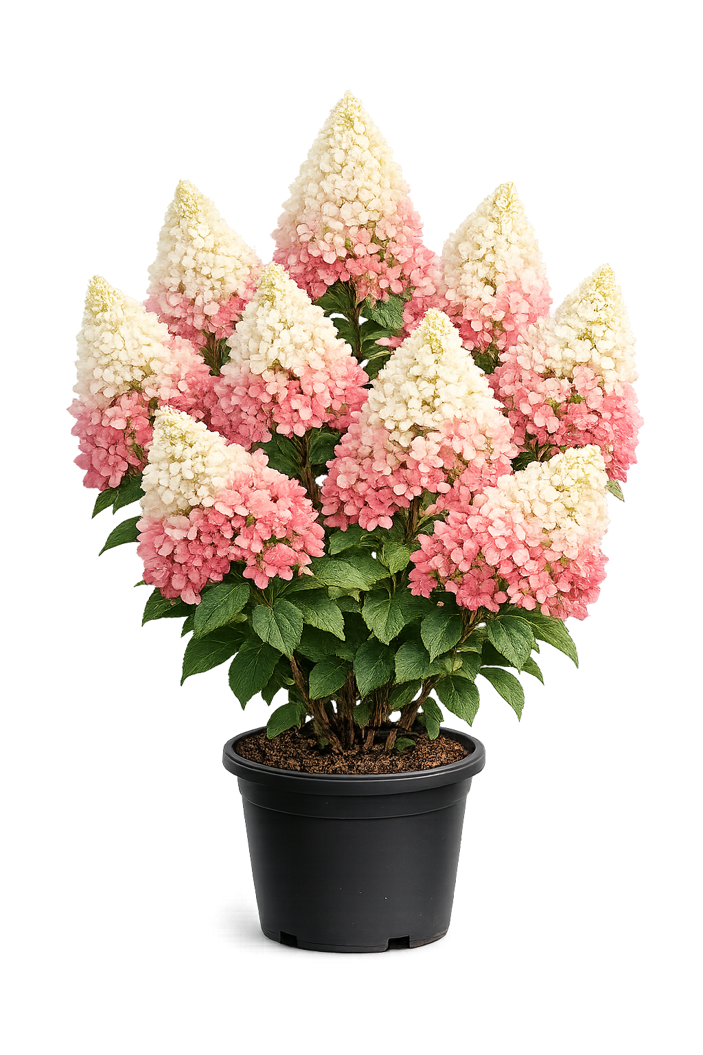 Гортензия метельчатая (Hydrangea paniculata `Candy Love`)=`Summer Love`