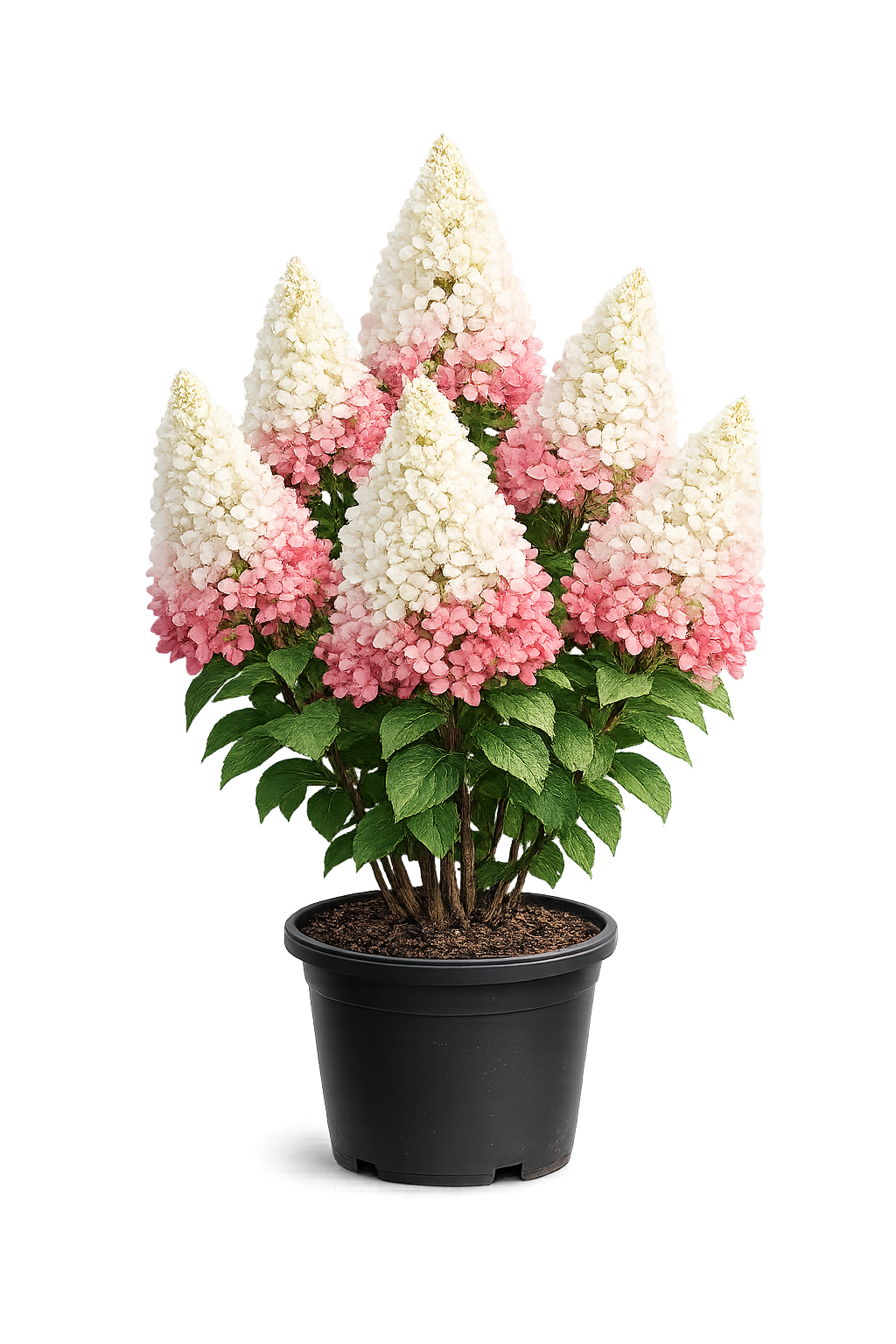 Гортензия метельчатая (Hydrangea paniculata `Pinky Winky`)