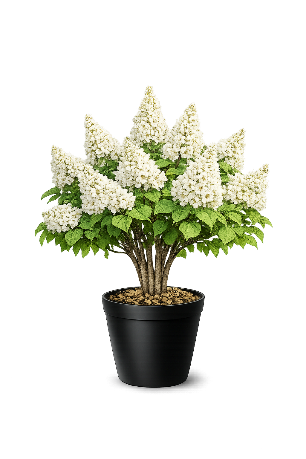 Гортензия метельчатая (Hydrangea paniculata `Skyfall`)