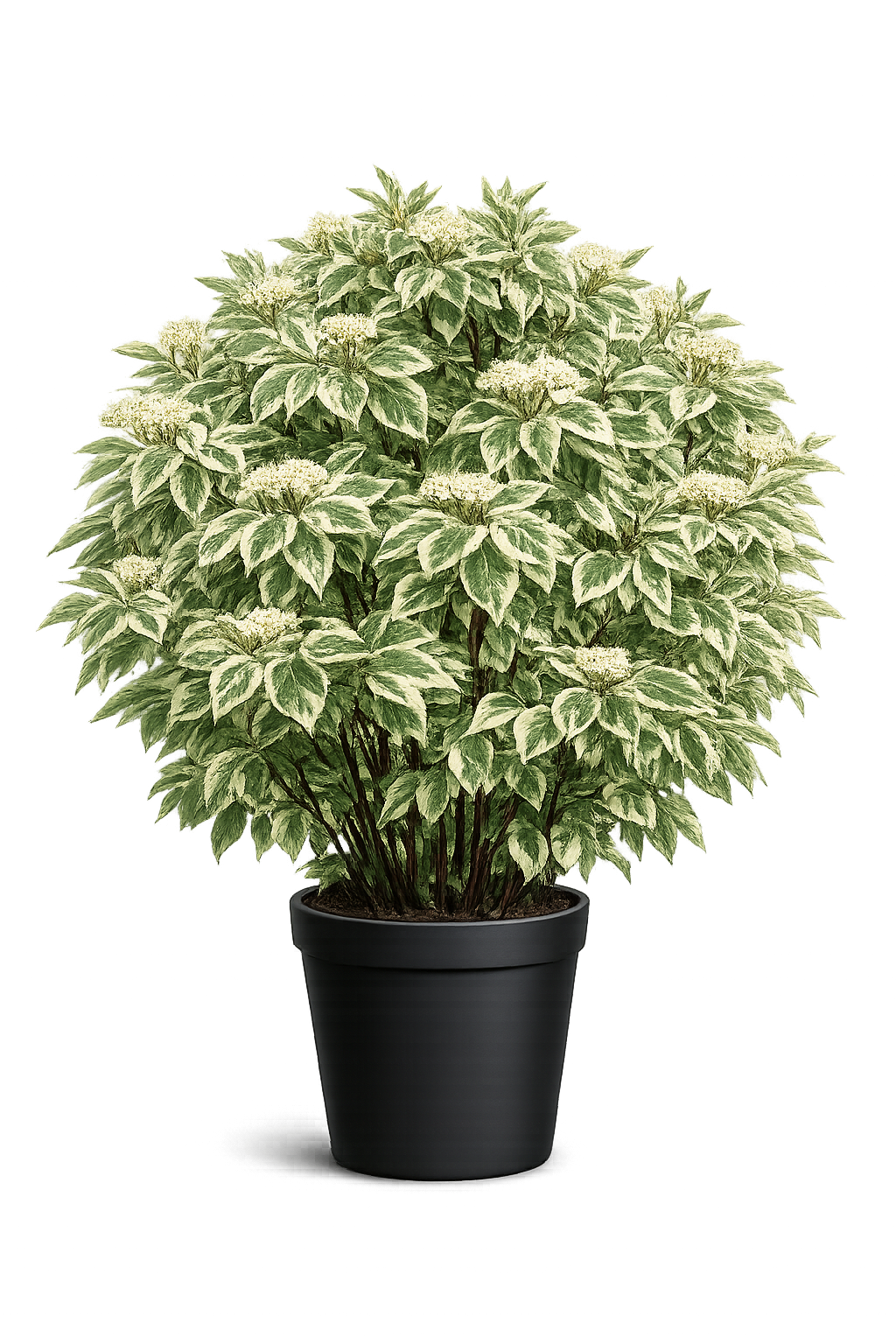 Дерен белый (Cornus alba `Argenteomarginata`var 'Elegantissima')