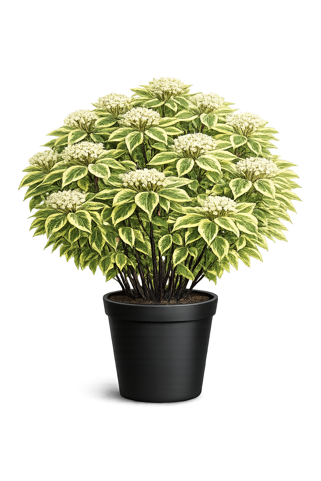 Дерен белый (Cornus alba `Gouchaultii`)