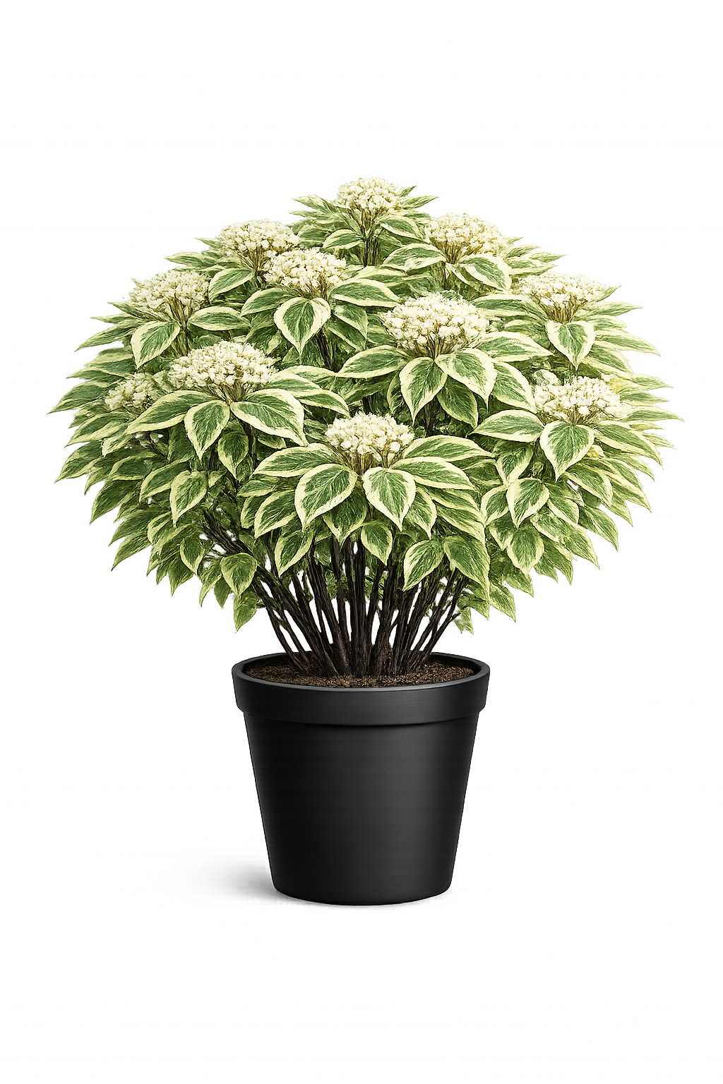 Дерен белый (Cornus alba `Ivory Halo`)