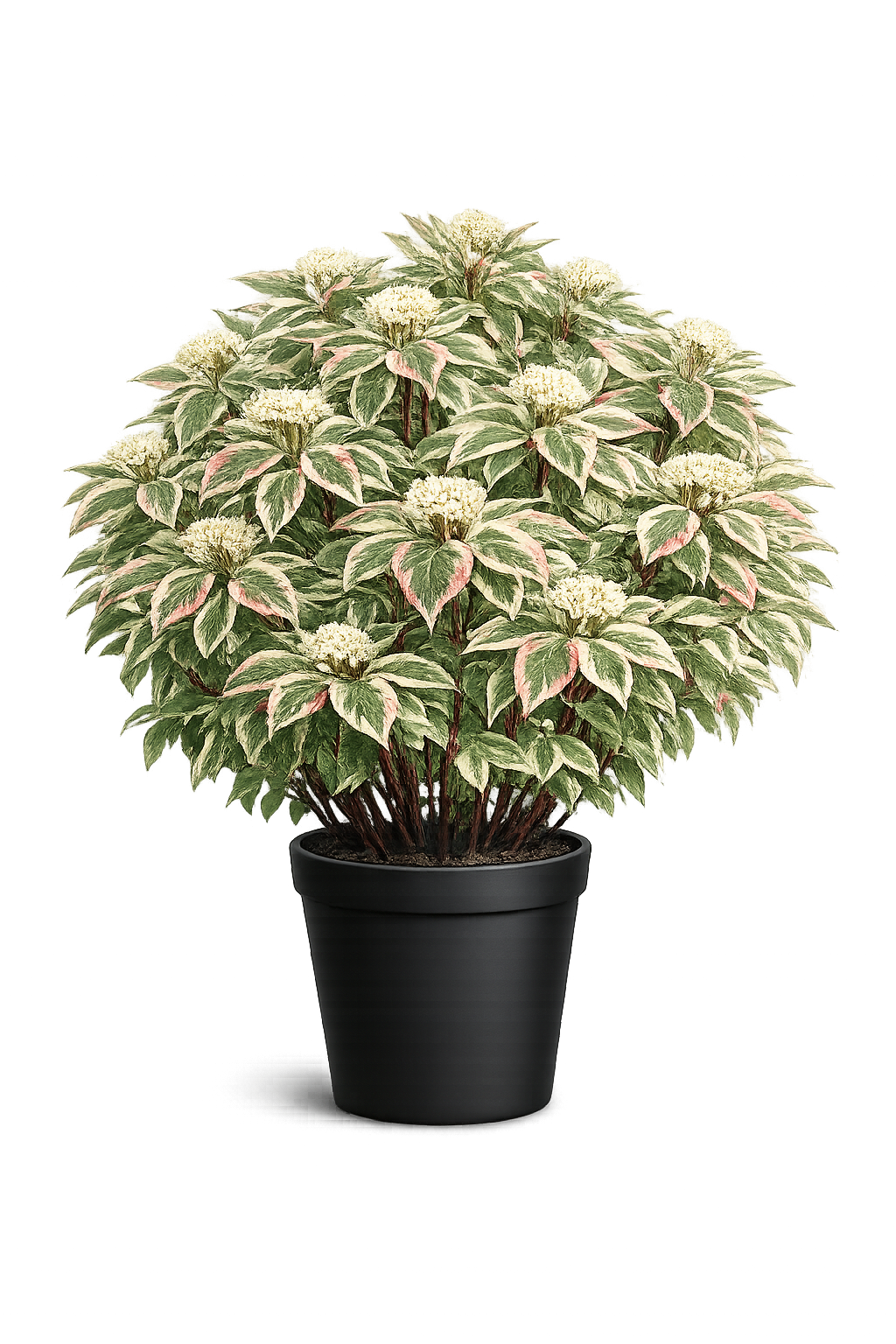 Дерен белый (Cornus alba `Miracle`)