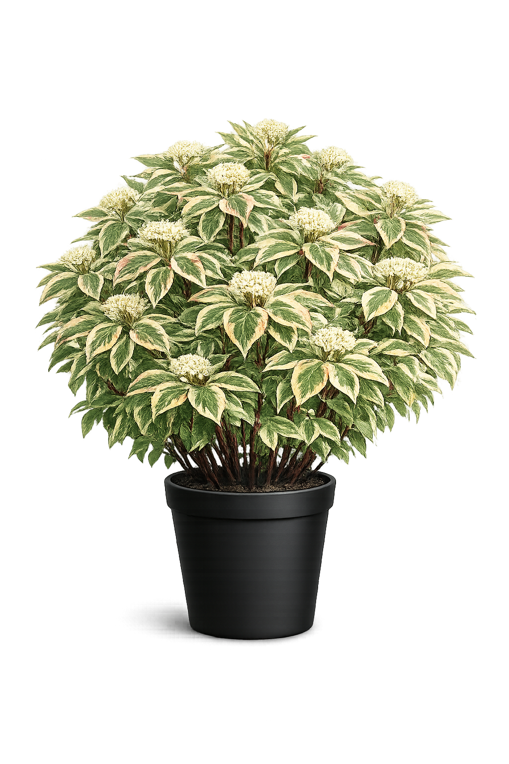 Дерен белый (Cornus alba `Spaethii`)